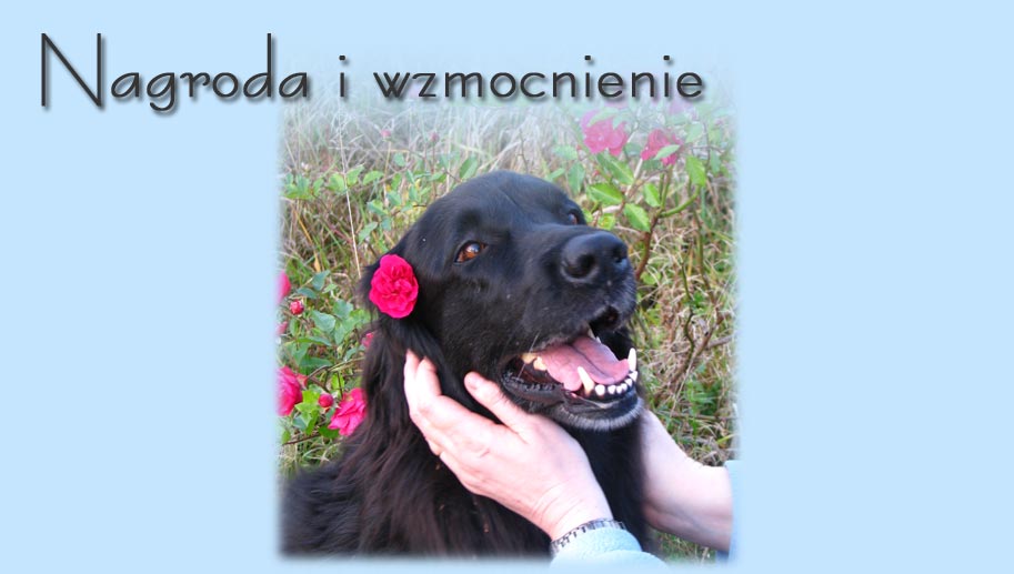 Nagroda i wzmocnienie